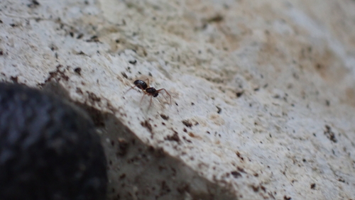 Representative image of Trichoncus sordidus