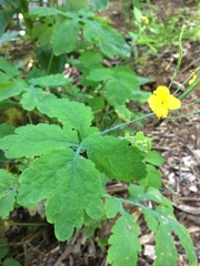 Chelidonium majus