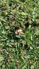 Bombus lapidarius