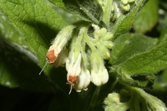 Symphytum officinale