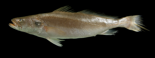 Groene ombervis (Cynoscion virescens) — Sciaenidae