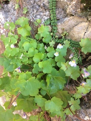 Cymbalaria muralis