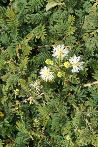 Mimosa quitensis, photograph 6