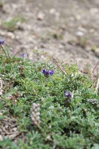 Image of Dalea coerulea by no rights reserved