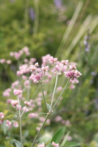 Alternanthera porrigens (Alternanthera porrigens)