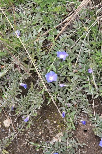 Evolvulus argyreus, photograph 4