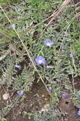 author not stated, no rights reserved Evolvulus argyreus, photograph author not stated, no rights reserved