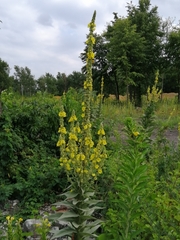 Verbascum thapsus