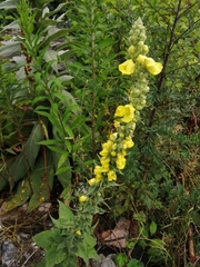 Verbascum thapsus