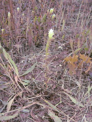 Melampyrum argyrocomum