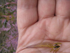 Melampyrum argyrocomum