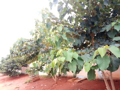 Gmelina arborea