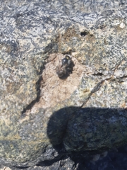 Hoplitis anthocopoides