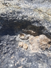 Hoplitis anthocopoides