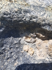 Hoplitis anthocopoides