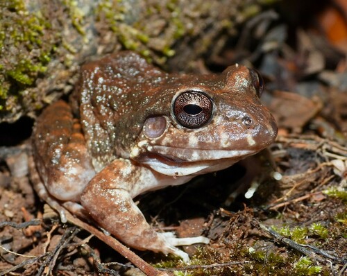 Basin White-lipped Frog, Leptodactylus syphax