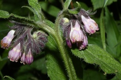 Symphytum × uplandicum