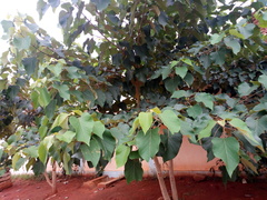 Gmelina arborea
