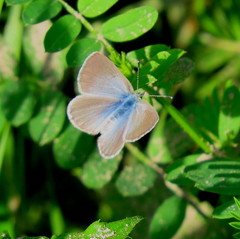 Glaucopsyche lygdamus