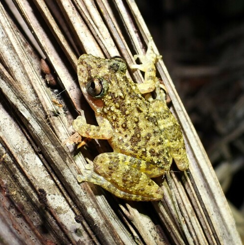 Barra do Garças Snouted Tree Frog