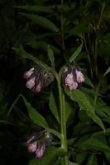 Symphytum × uplandicum