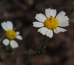 Cladanthus mixtus