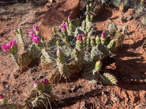 Opuntia pinkavae