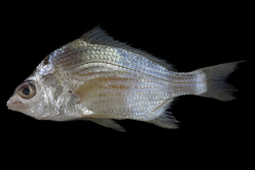 Brazilian mojarra (Eugerres brasilianus) — Gerreidae — 3