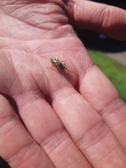 Hoplitis anthocopoides