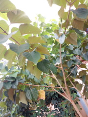 Gmelina arborea