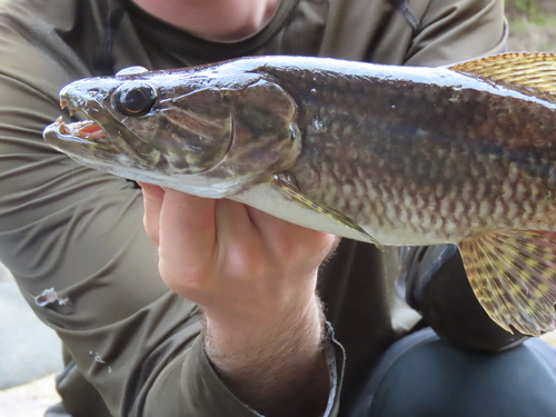 Giant trahira (Hoplias aimara) — Erythrinidae — 3