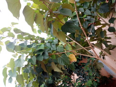 Gmelina arborea