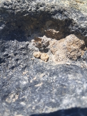 Hoplitis anthocopoides