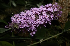Buddleja davidii
