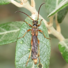 Necydalis cavipennis