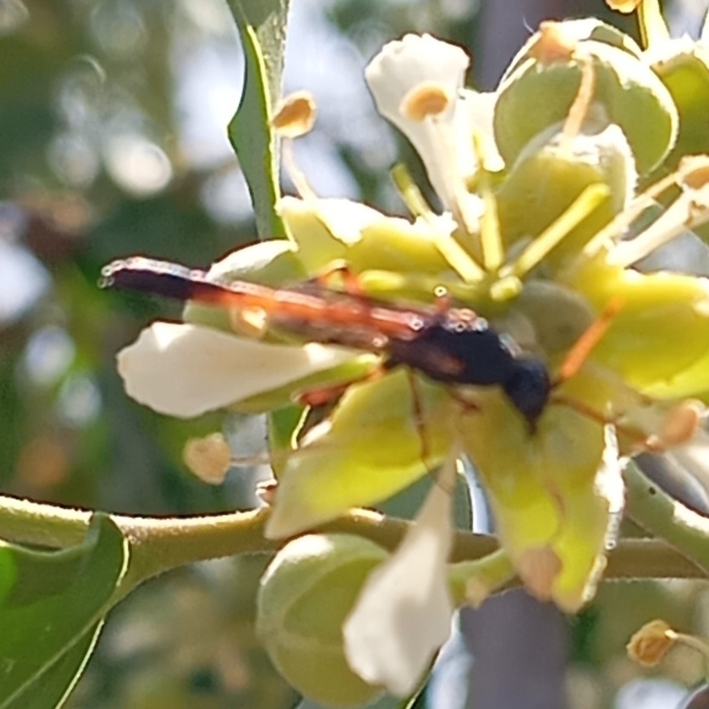 Spinolafoenus ruficornis