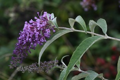 Buddleja davidii