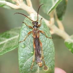 Necydalis cavipennis