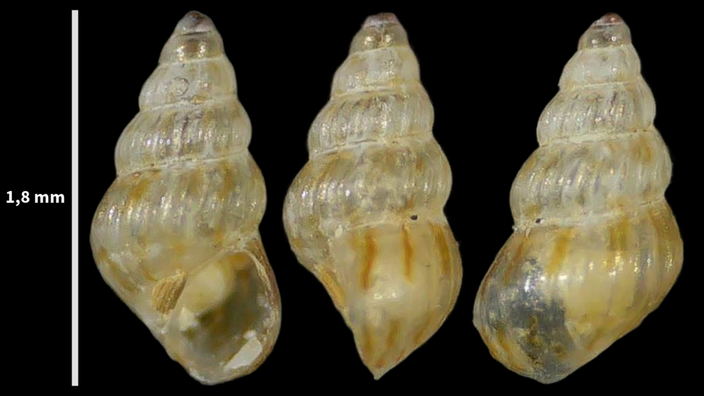 Pusillina philippi