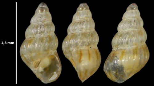 Pusillina philippi
