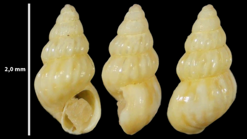 Pusillina philippi observed 2023-08-22