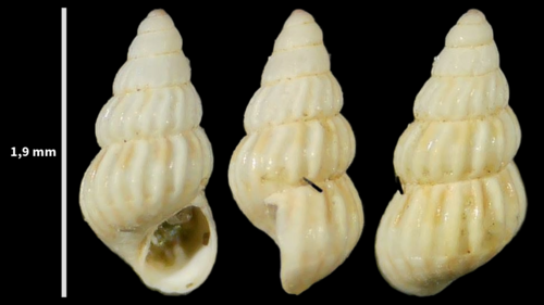 Pusillina philippi observed 2023-08-22