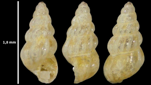 Pusillina philippi observed 2023-08-22
