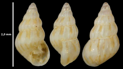 Pusillina philippi observed 2023-08-22