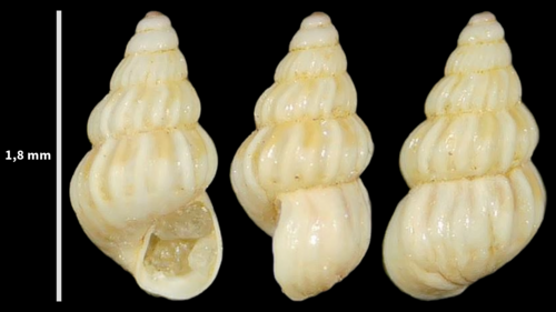 Pusillina philippi observed 2023-08-22