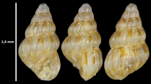 Pusillina philippi observed 2023-08-22