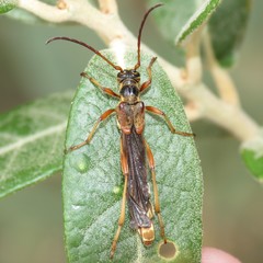 Necydalis cavipennis