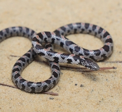 Short-Tailed Snake photo 5