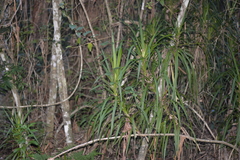 Cordyline stricta