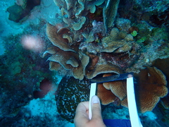 Agaricia